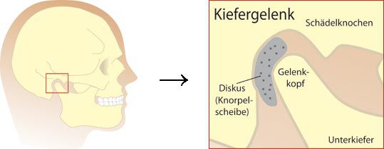 Der Kiefer Der Kiefer